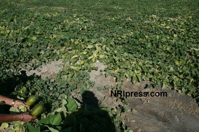 Punjab_Farm-1002-013