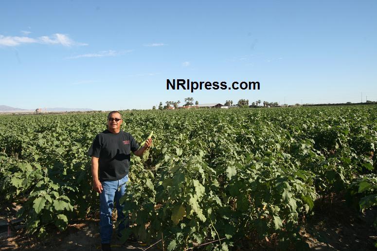 Punjab_Farm-1003-030