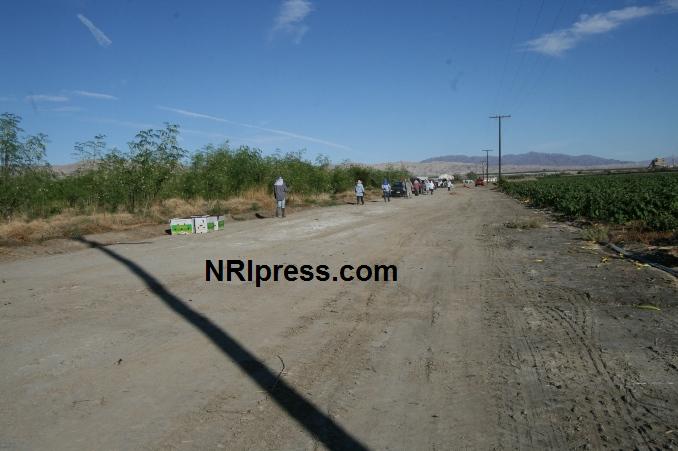 Punjab_Farm-1004-031