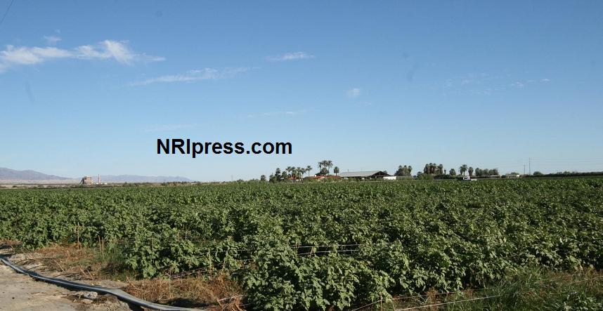 Punjab_Farm-1006-033