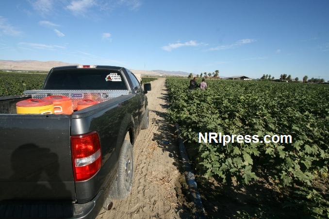 Punjab_Farm-1008-043