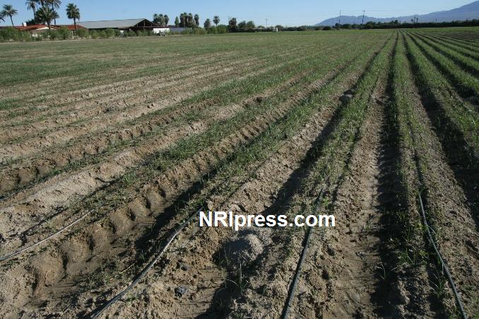 Punjab_Farm-1009-049