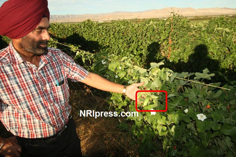 Punjab_Farm-1012-061