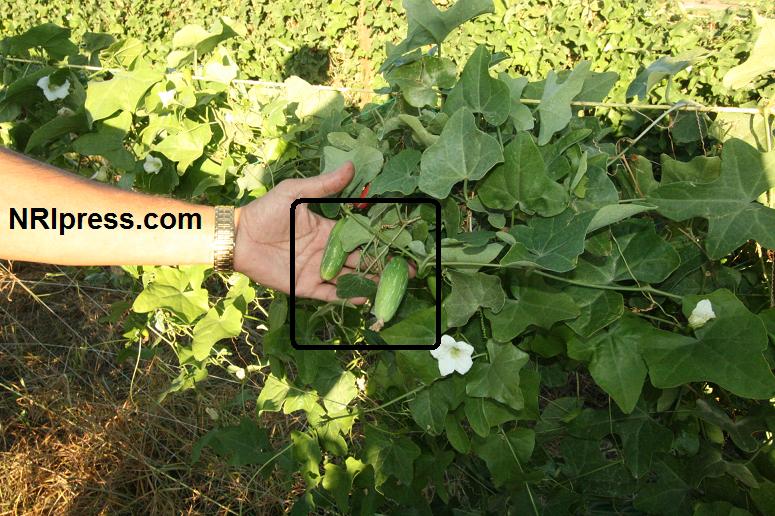 Punjab_Farm-1013-062