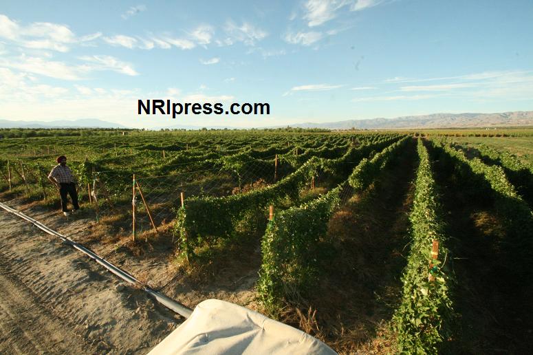 Punjab_Farm-1014-063