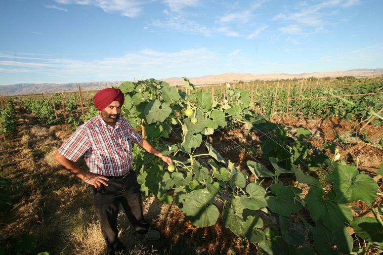 Punjab_Farm-1015-065