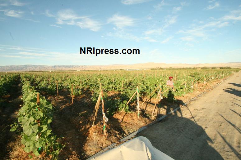 Punjab_Farm-1017-067