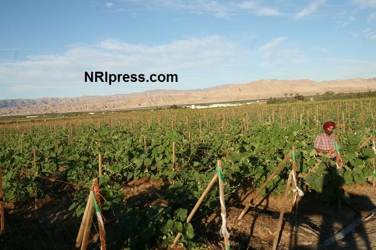 Punjab_Farm-1018-069