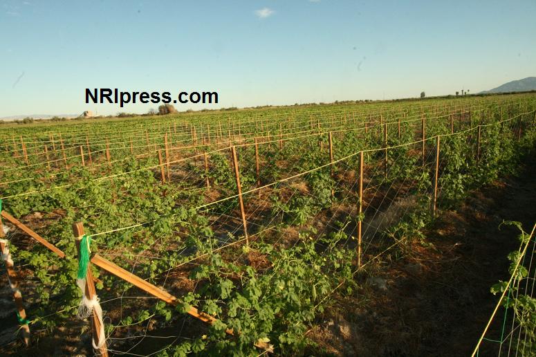 Punjab_Farm-1019-072