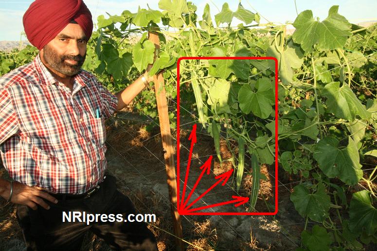 Punjab_Farm-1020-073