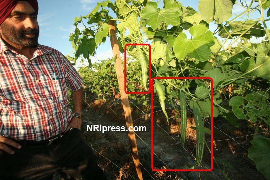 Punjab_Farm-1021-074