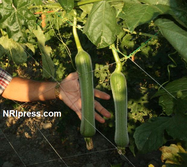 Punjab_Farm-1022-075a