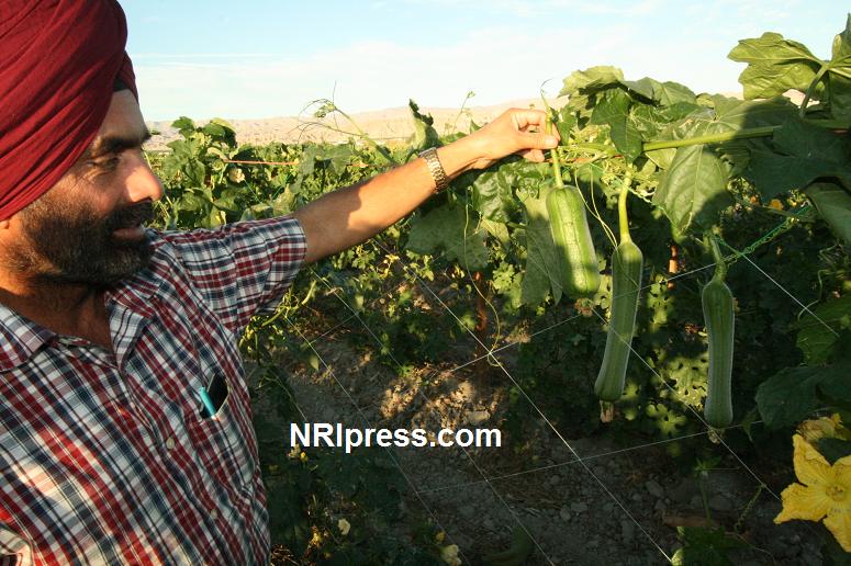 Punjab_Farm-1023-076