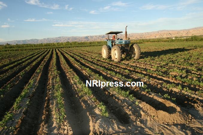 Punjab_Farm-1024-078