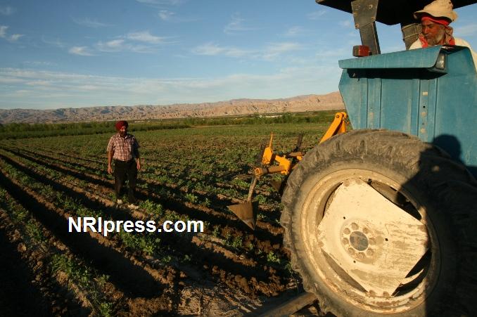 Punjab_Farm-1026-079