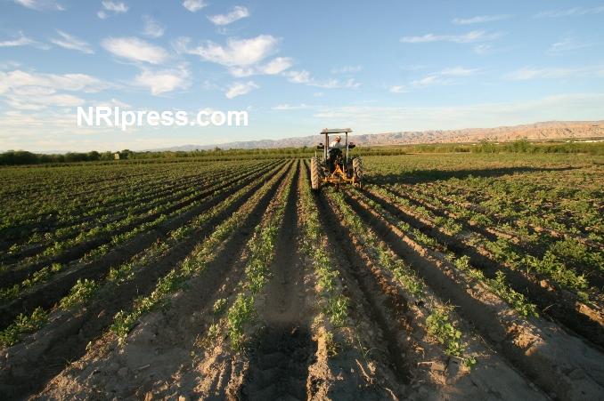 Punjab_Farm-1027-081