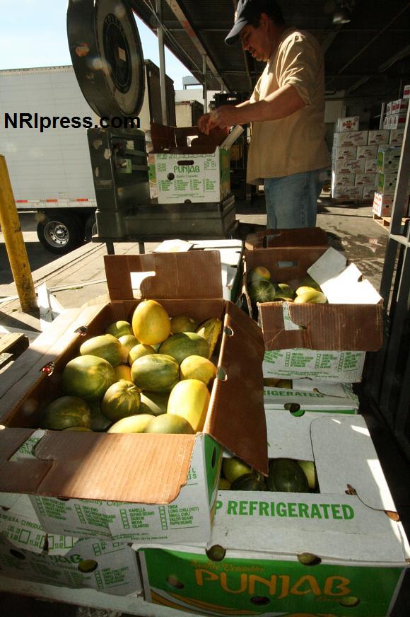 Punjab_Farm-1028-083