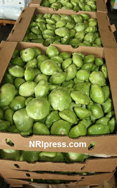 Punjab_Farm-1029--086