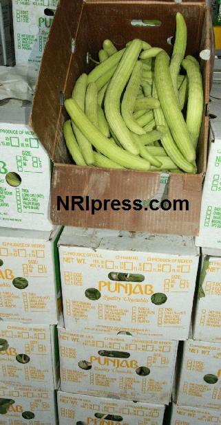 Punjab_Farm-1031-089