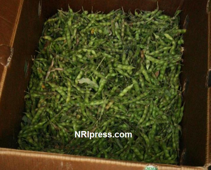 Punjab_Farm-1032-091