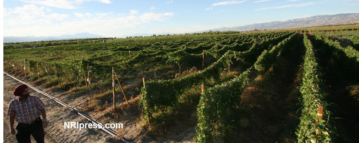 Punjab_Farm-1035-064