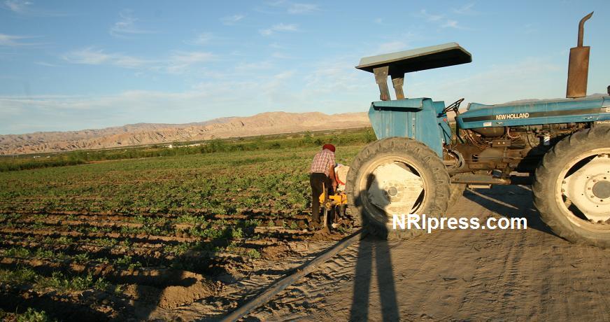 Punjab_Farm-1036-080