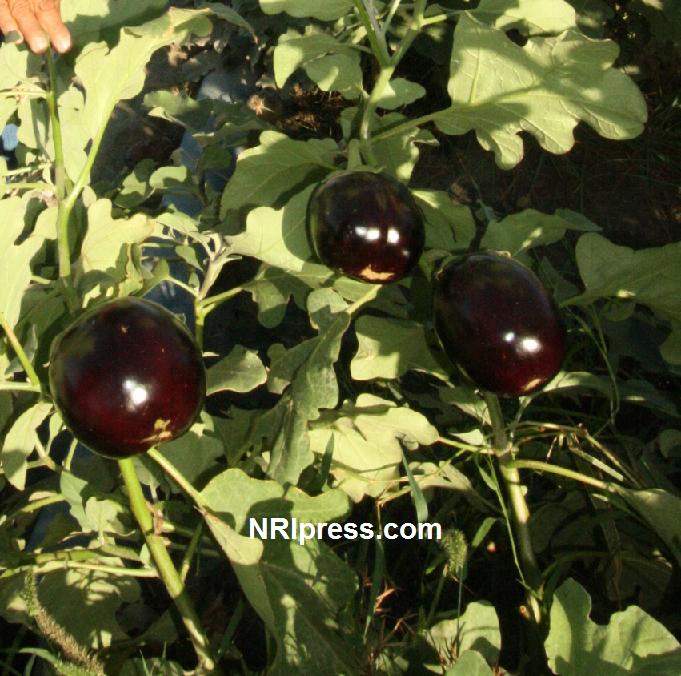 Punjab_Farm-603-040A