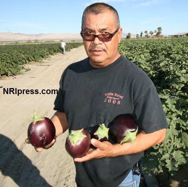 Punjab_Farm-609a-048