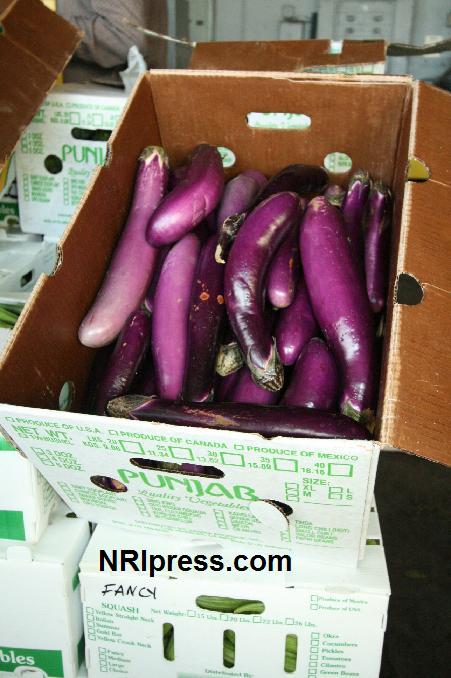 Punjab_Farm-609b-093