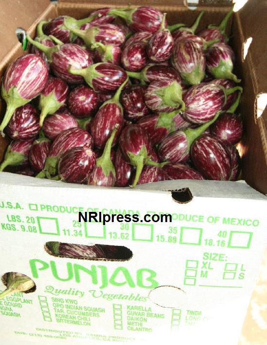 Punjab_Farm-609c-094