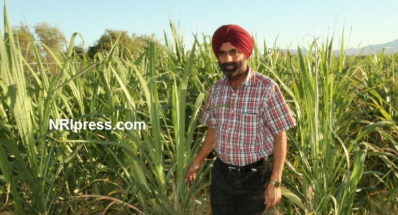 Punjab_Farm-800-058