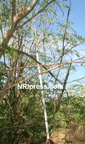 Punjab_Farm-905-024A