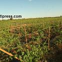 Punjab_Farm-1019-072