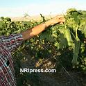 Punjab_Farm-1023-076