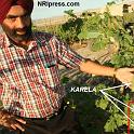 Punjab_Farm-505-070