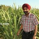 Punjab_Farm-800-058